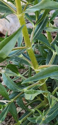 Gypsophila pilosa Huds.: bark
