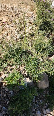 Gypsophila pilosa Huds.: other