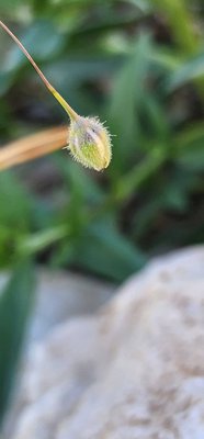 Gypsophila pilosa Huds.: fruit