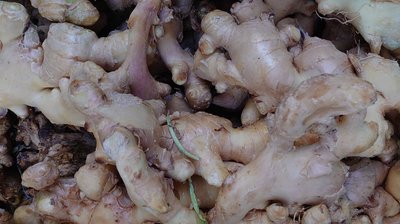 Zingiber officinale Roscoe: other