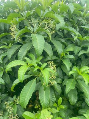 Rauvolfia vomitoria Afzel.: leaf