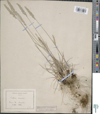 Koeleria arenaria Dumort.