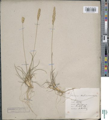 Koeleria arenaria Dumort.