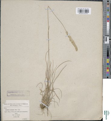 Koeleria arenaria Dumort.