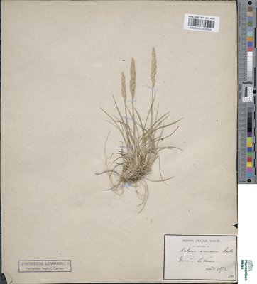 Koeleria arenaria Dumort.