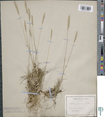 Koeleria arenaria Dumort.