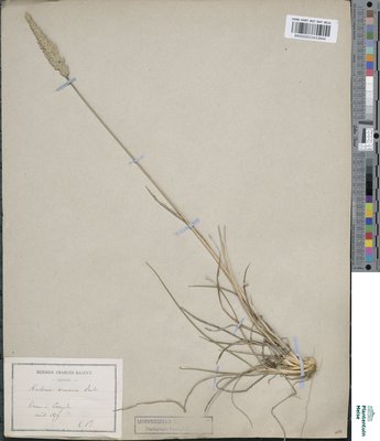 Koeleria arenaria Dumort.