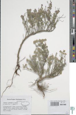 Thymus armuniae R.Morales