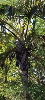 Latania lontaroides (Gaertn.) H.E.Moore: leaf