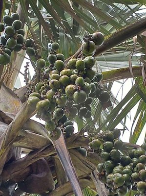 Latania lontaroides (Gaertn.) H.E.Moore: fruit