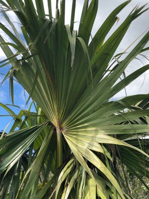 Latania lontaroides (Gaertn.) H.E.Moore: leaf