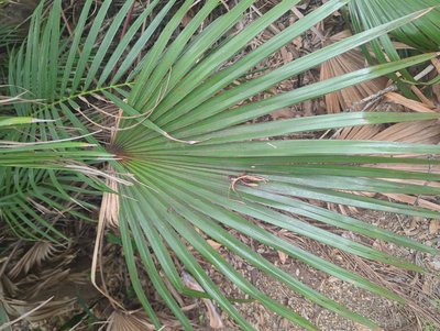Latania lontaroides (Gaertn.) H.E.Moore: leaf