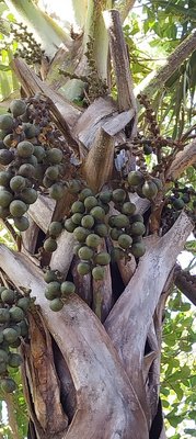 Latania lontaroides (Gaertn.) H.E.Moore: fruit