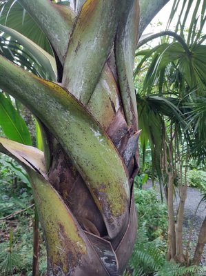 Latania lontaroides (Gaertn.) H.E.Moore: bark