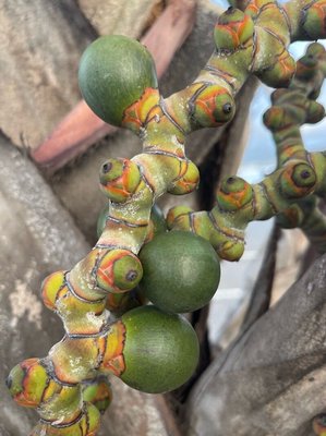 Latania lontaroides (Gaertn.) H.E.Moore: fruit