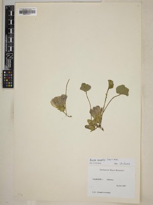 BM000999271