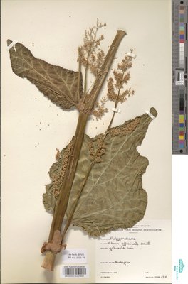Rheum officinale Baill.