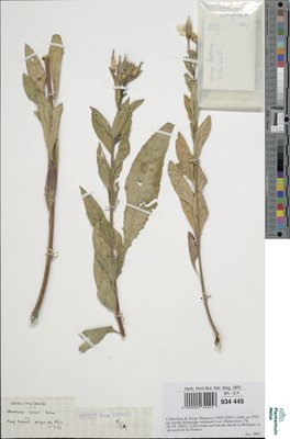 Oenothera issleri Renner ex Rosta?ski