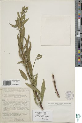 Oenothera issleri Renner ex Rosta?ski