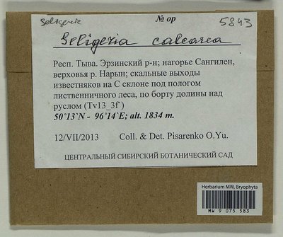 Seligeria calcarea (Hedw.) Bruch & Schimp., Moscow University Herbarium