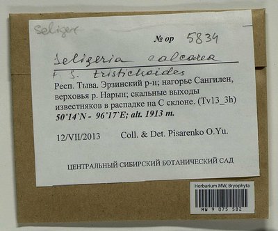 Seligeria calcarea (Hedw.) Bruch & Schimp., Moscow University Herbarium