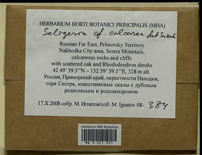 Seligeria calcarea (Hedw.) Bruch & Schimp., Moscow University Herbarium