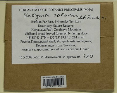 Seligeria calcarea (Hedw.) Bruch & Schimp., Moscow University Herbarium