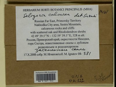 Seligeria calcarea (Hedw.) Bruch & Schimp., Moscow University Herbarium