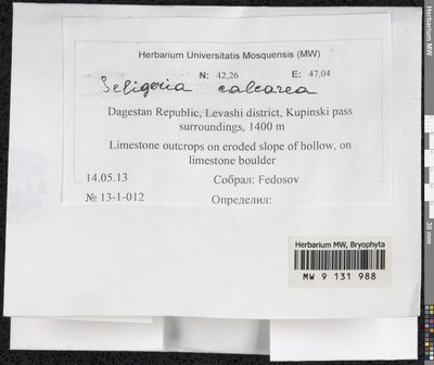 Seligeria calcarea (Hedw.) Bruch & Schimp., Moscow University Herbarium