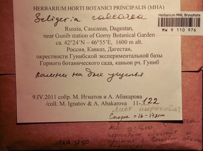 Seligeria calcarea (Hedw.) Bruch & Schimp., Moscow University Herbarium