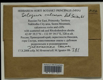 Seligeria calcarea (Hedw.) Bruch & Schimp., Moscow University Herbarium