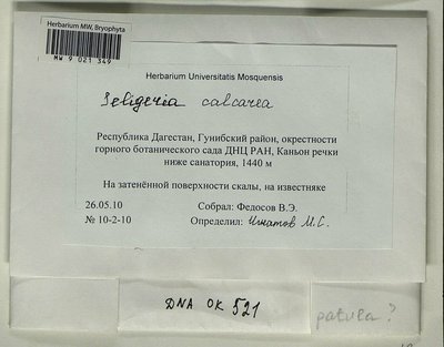 Seligeria calcarea (Hedw.) Bruch & Schimp., Moscow University Herbarium