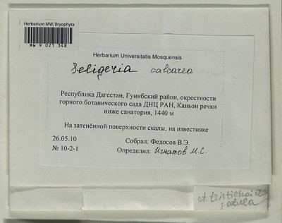 Seligeria calcarea (Hedw.) Bruch & Schimp., Moscow University Herbarium