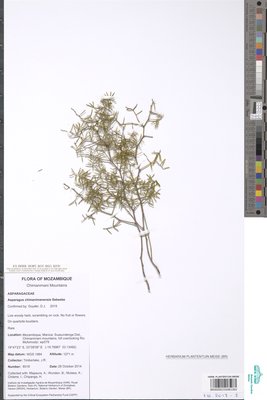 Asparagus chimanimanensis Sebsebe