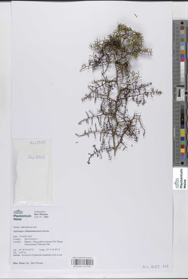 Asparagus chimanimanensis Sebsebe