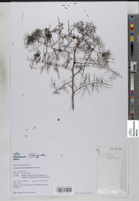 Asparagus chimanimanensis Sebsebe