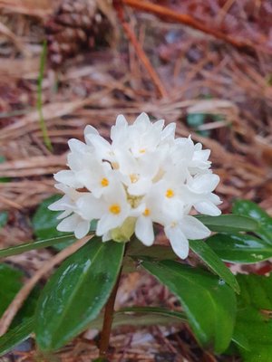 Daphne blagayana Freyer: flower