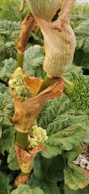 Rheum rhaponticum L.: flower