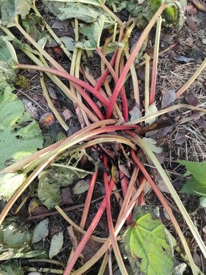 Rheum rhaponticum L.: leaf