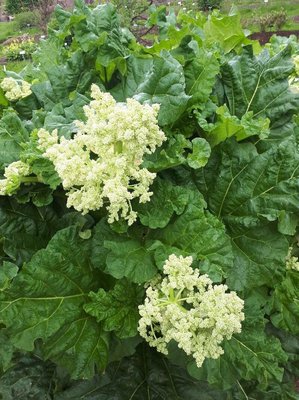 Rheum rhaponticum L.: flower