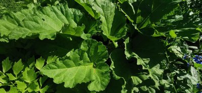Rheum rhaponticum L.: leaf