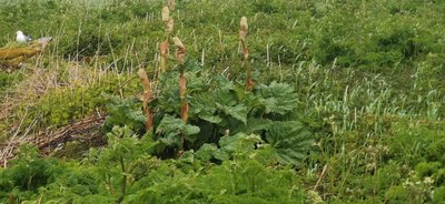 Rheum rhaponticum L.: leaf