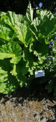 Rheum rhaponticum L.: leaf