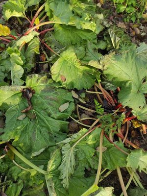 Rheum rhaponticum L.: leaf