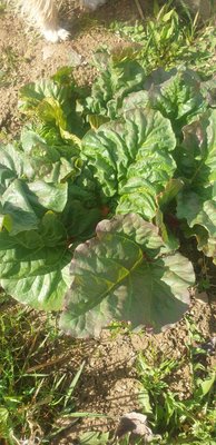 Rheum rhaponticum L.: leaf