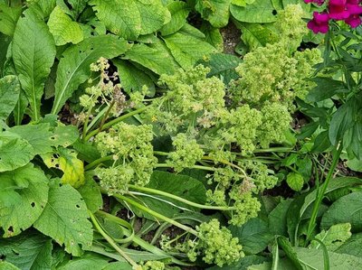 Rheum rhaponticum L.: leaf