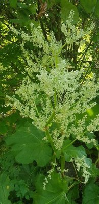 Rheum rhaponticum L.: flower