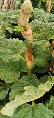 Rheum rhaponticum L.: leaf