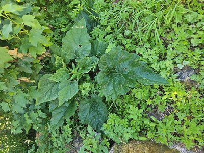 Rheum rhaponticum L.: leaf