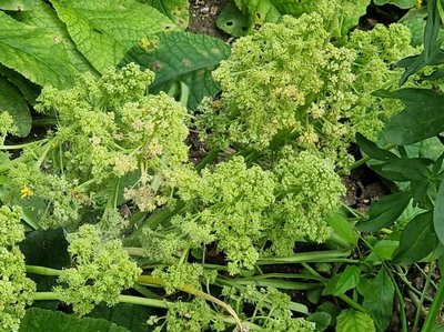 Rheum rhaponticum L.: flower